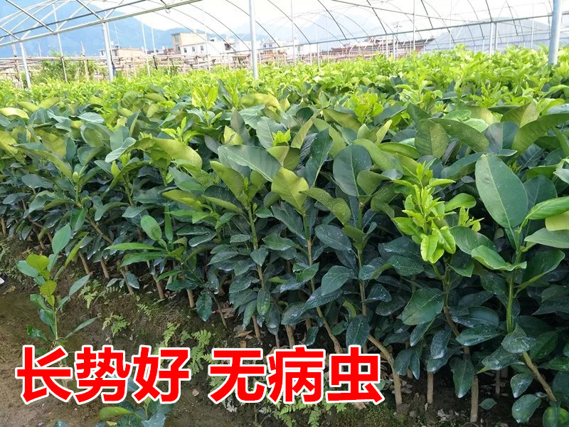 红心柚苗【泰国暹罗红柚苗】柚子苗品种纯正