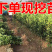 红心柚苗【泰国暹罗红柚苗】柚子苗品种纯正