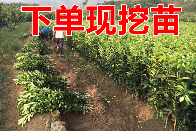 红心柚苗【泰国暹罗红柚苗】柚子苗品种纯正