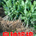 红心柚苗【泰国暹罗红柚苗】柚子苗品种纯正