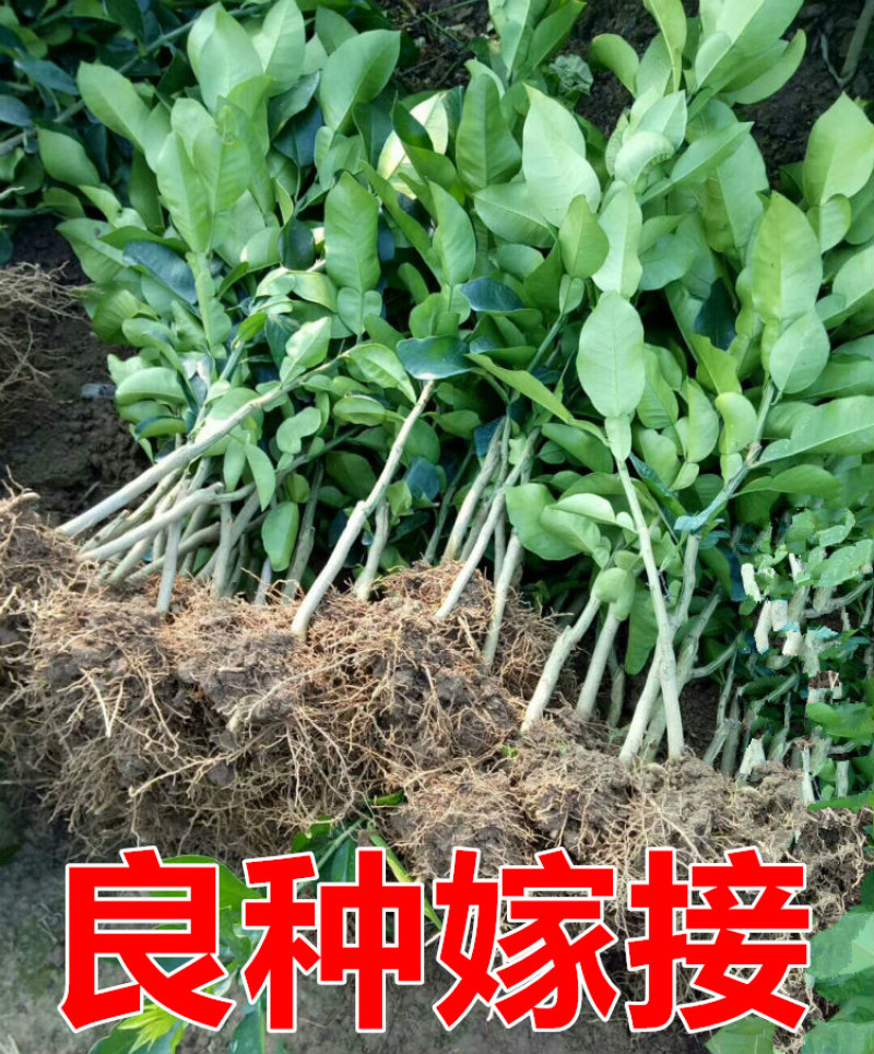 红心柚苗【泰国暹罗红柚苗】柚子苗品种纯正