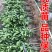 红心柚苗【泰国暹罗红柚苗】柚子苗品种纯正