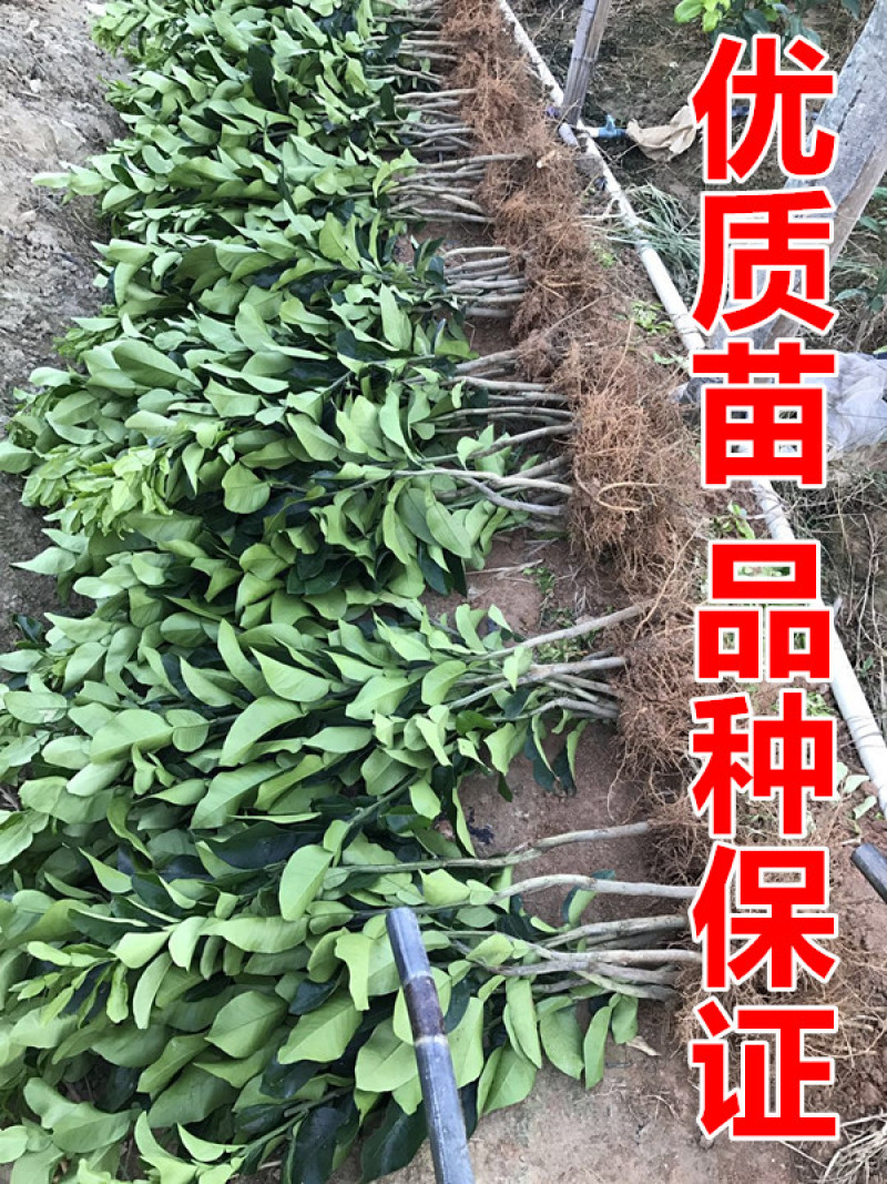 红心柚苗【泰国暹罗红柚苗】柚子苗品种纯正