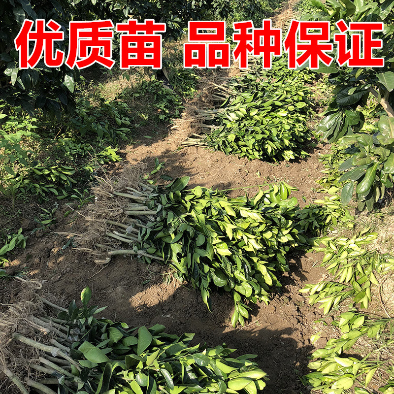 红心柚苗【泰国暹罗红柚苗】柚子苗品种纯正