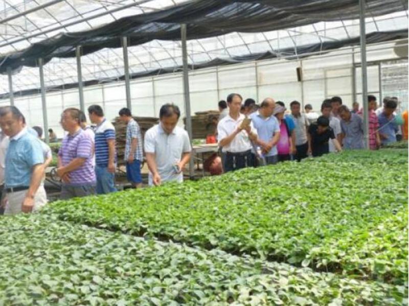 旱黄瓜苗批发,代育嫁接旱黄瓜种苗育苗厂品种好