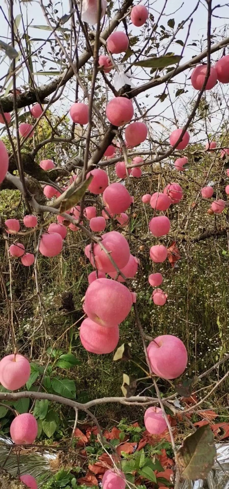 【热销】山东红富士苹果口感好，产地直销可物流发货