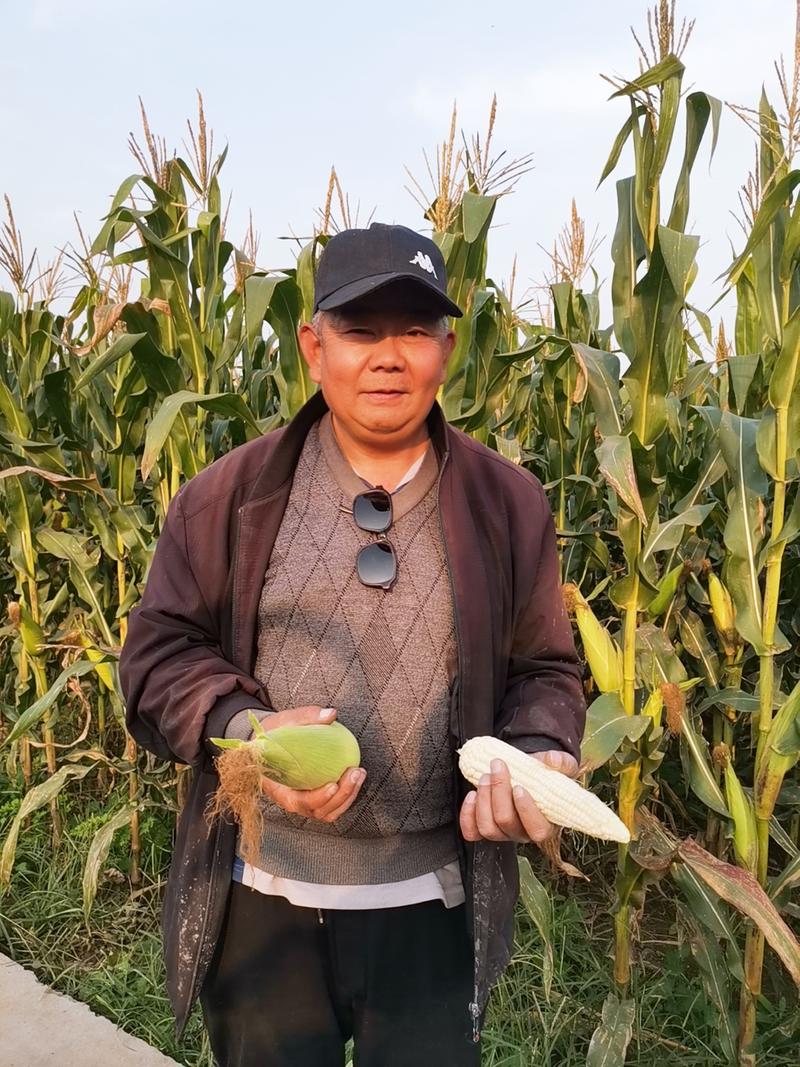 河北邢台糯玉米水果玉米大量上市，产地直发一手货源按需分拣