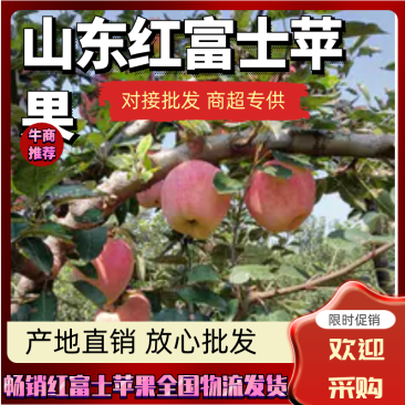 山东优质红富士苹果种植基地产地批发膜袋红富士