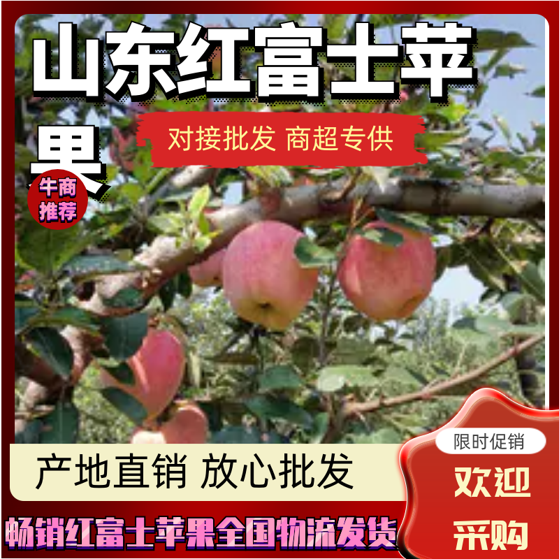 山东优质红富士苹果种植基地产地批发膜袋红富士