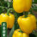 苏菲娅黄彩椒种子高抗病毒病转色均匀亮度好产量高