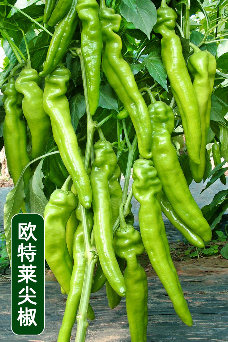 黄皮尖椒种子欧特莱日本大果尖椒青红两用高抗病毒产量高