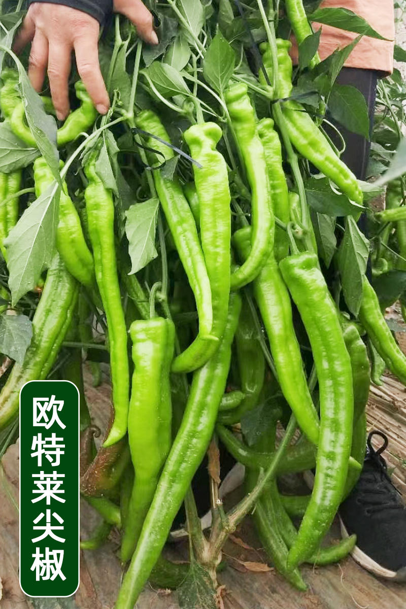 黄皮尖椒种子欧特莱日本大果尖椒青红两用高抗病毒产量高