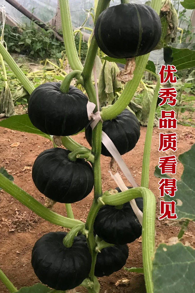 日本贝贝南瓜种子精灵贝贝4号软糯香甜小南瓜种子