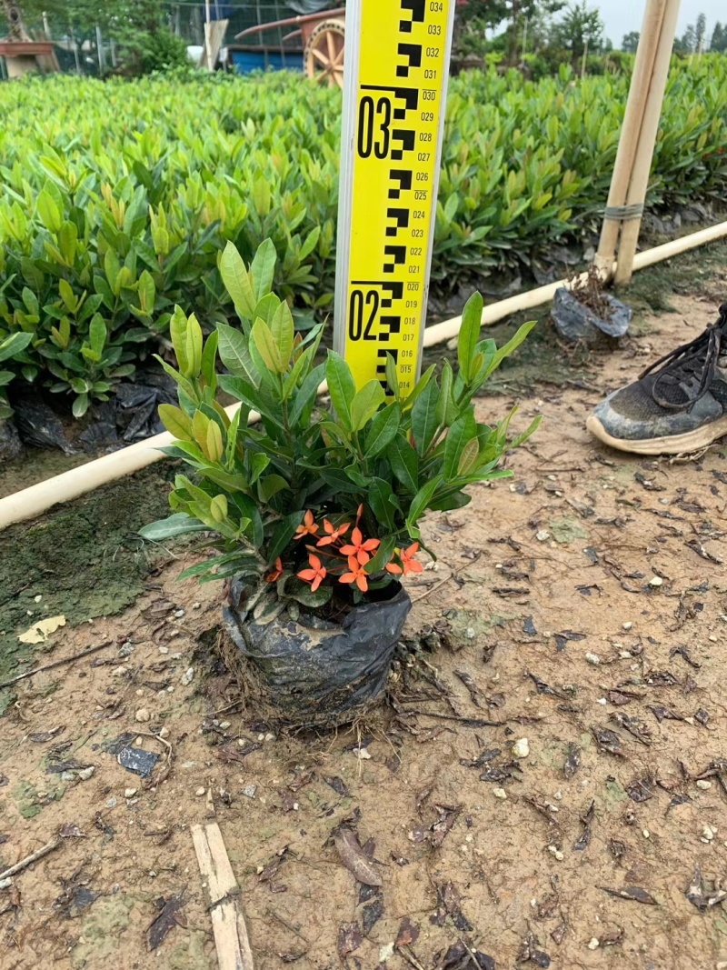 小叶龙船花苗批发福建龙船花袋苗价格基地直销