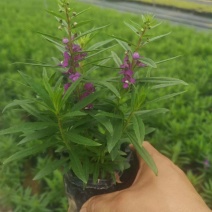 香彩雀价格香彩雀花苗福建大型香彩雀基地直供