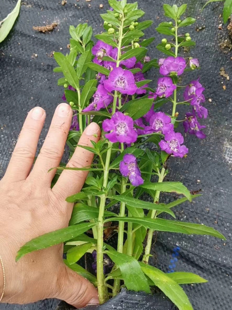 香彩雀价格香彩雀花苗福建大型香彩雀基地直供