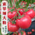 粉果番茄种子索菲娅耐高温着色均匀大果硬粉抗TY病毒