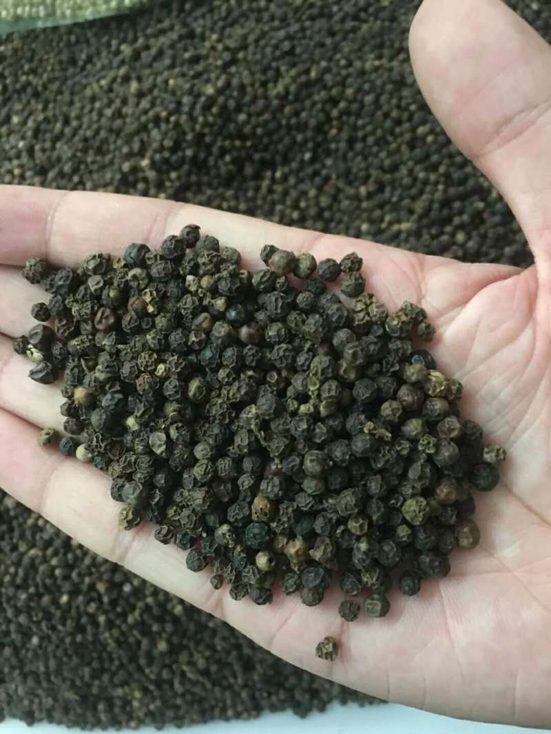 黑胡椒种子白胡椒种籽黑川四季春季播调料食用香料种子胡椒粉