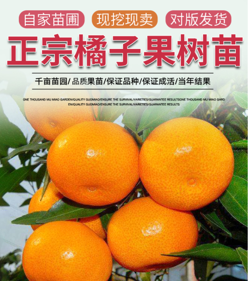 砂糖橘苗沙糖桔苗嫁接桔子苗品种纯正