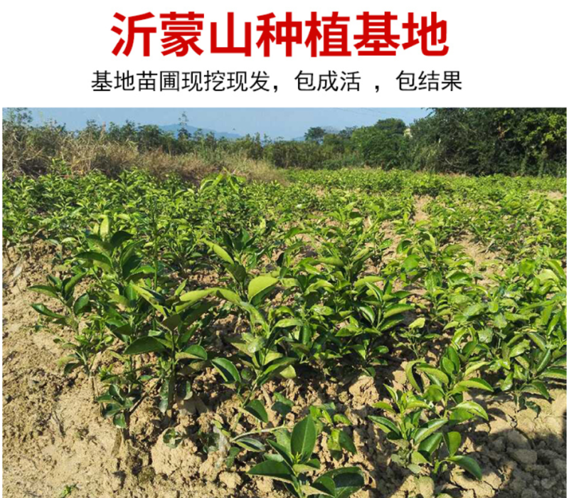 砂糖橘苗沙糖桔苗嫁接桔子苗品种纯正