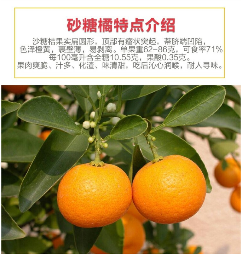 砂糖橘苗沙糖桔苗嫁接桔子苗品种纯正