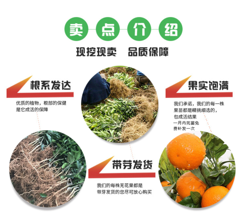 砂糖橘苗沙糖桔苗嫁接桔子苗品种纯正