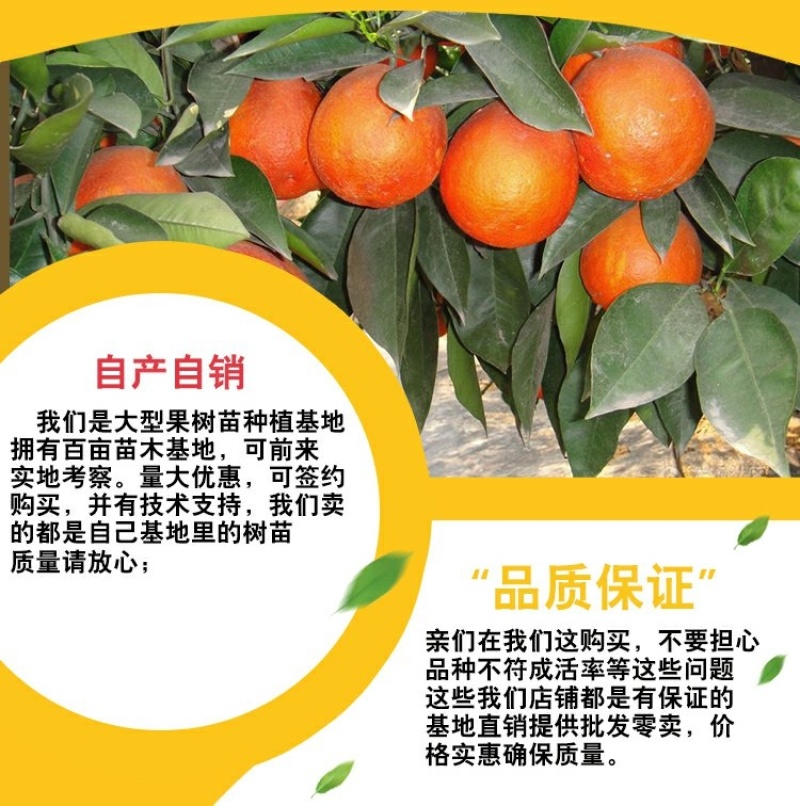 砂糖橘苗沙糖桔苗嫁接桔子苗品种纯正