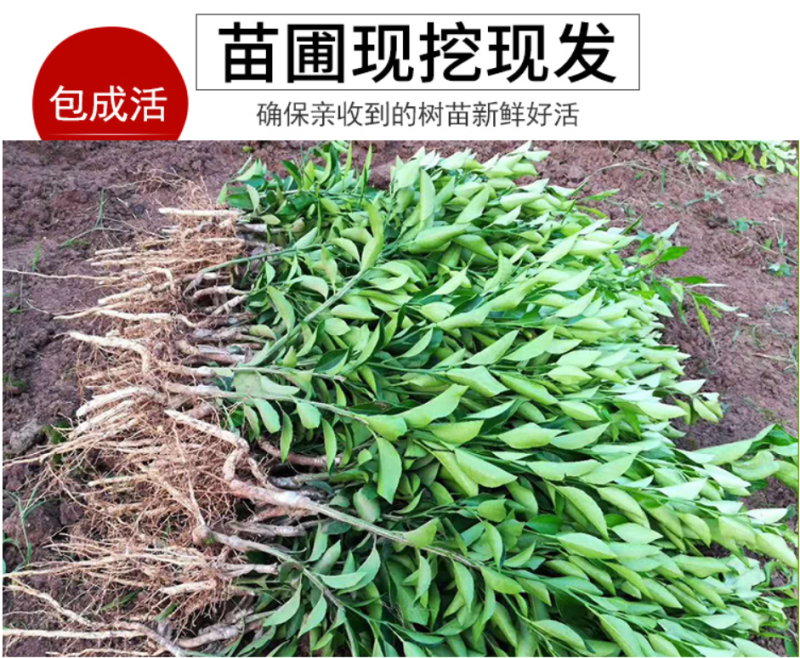 砂糖橘苗沙糖桔苗嫁接桔子苗品种纯正