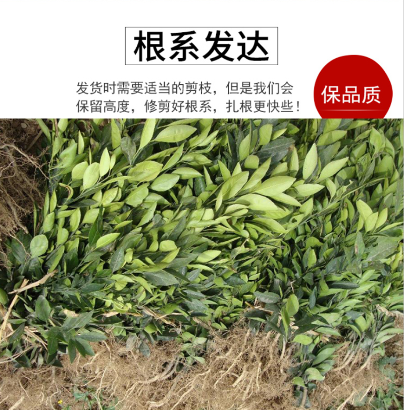 砂糖橘苗沙糖桔苗嫁接桔子苗品种纯正