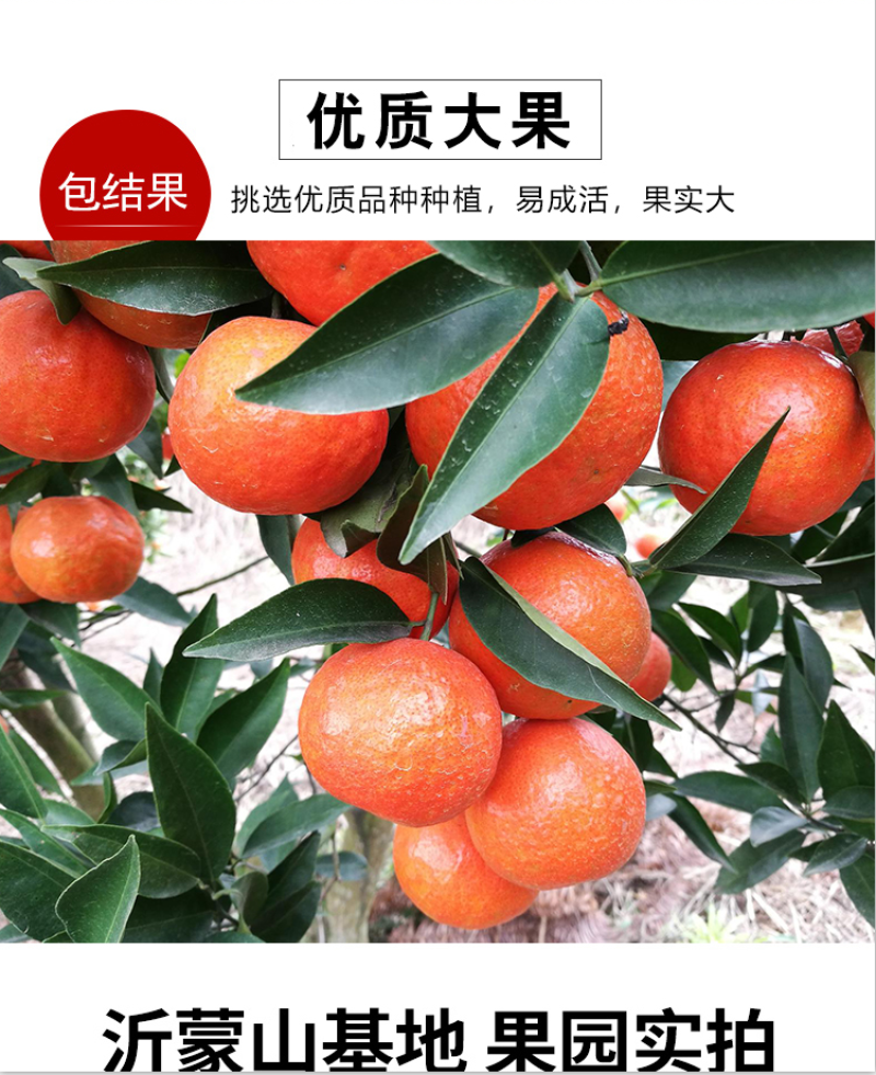 砂糖橘苗沙糖桔苗嫁接桔子苗品种纯正