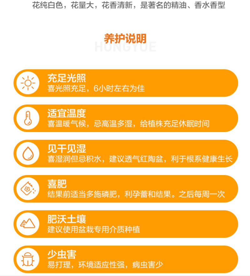 砂糖橘苗沙糖桔苗嫁接桔子苗品种纯正