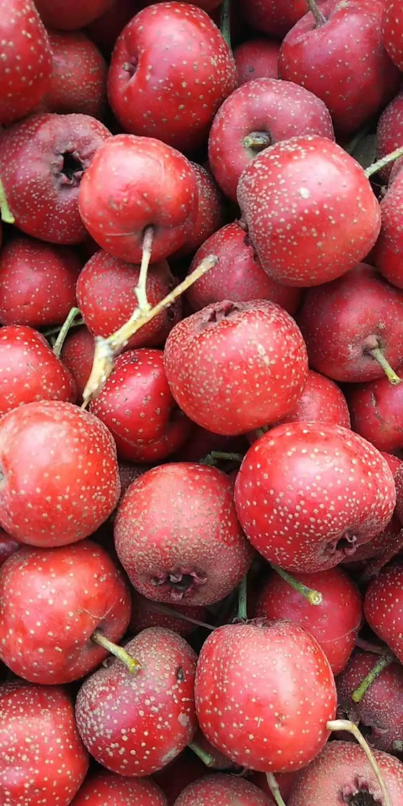 山楂，河北甜红子，可以当水果吃的山楂一手货源量大价优