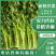 [热销中]山东济宁芹菜西芹现挖现发产地直销量大从优