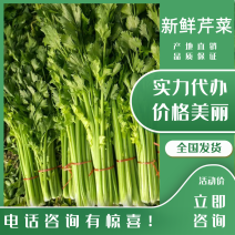 【精品】芹菜西芹山东芹菜产地直销价优品质保证价优