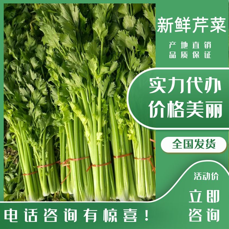 【精品】芹菜西芹山东芹菜产地直销价优品质保证价优