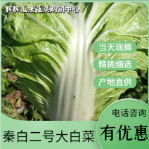 山西省太谷秦白二号大白菜大量上市，质量高，品质好！