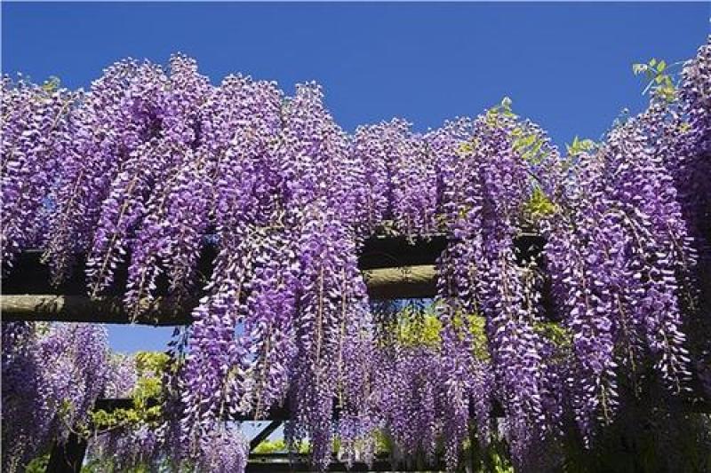 紫藤种子多年生爬藤植物垂吊紫藤萝种子公园庭院走廊攀爬种籽