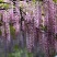 紫藤种子多年生爬藤植物垂吊紫藤萝种子公园庭院走廊攀爬种籽