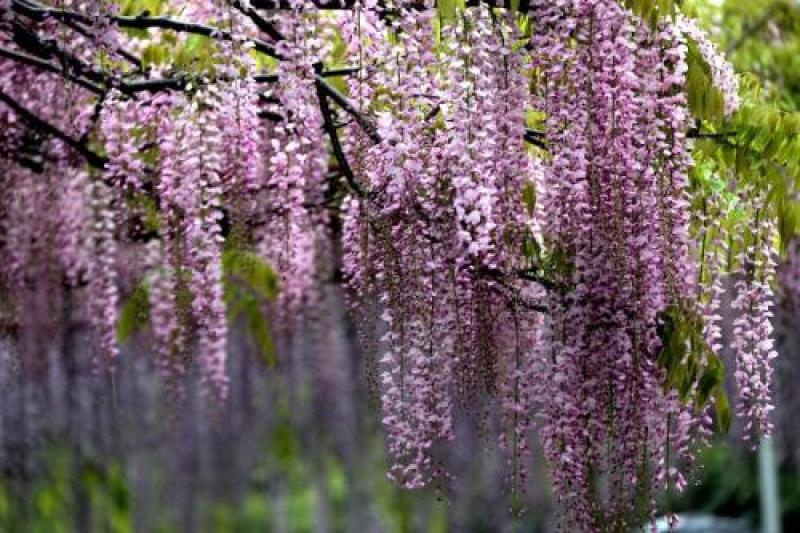 紫藤种子多年生爬藤植物垂吊紫藤萝种子公园庭院走廊攀爬种籽