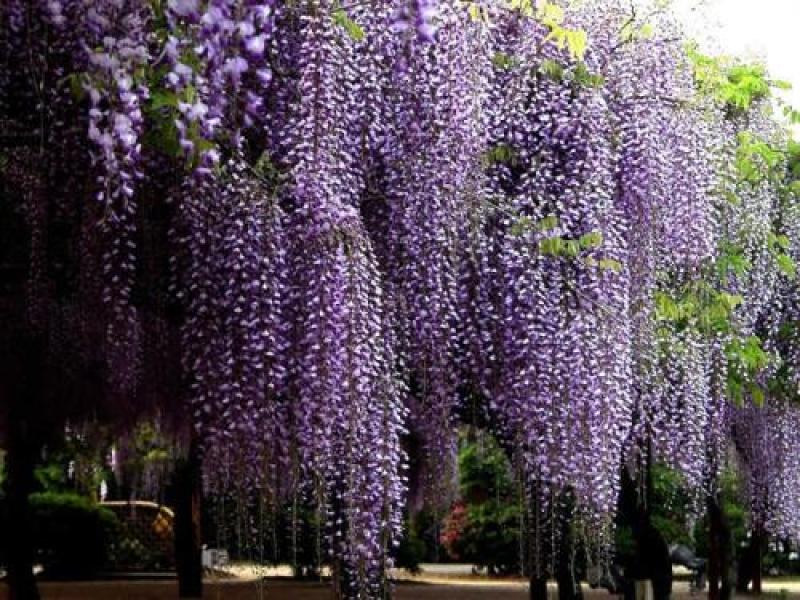 紫藤种子多年生爬藤植物垂吊紫藤萝种子公园庭院走廊攀爬种籽