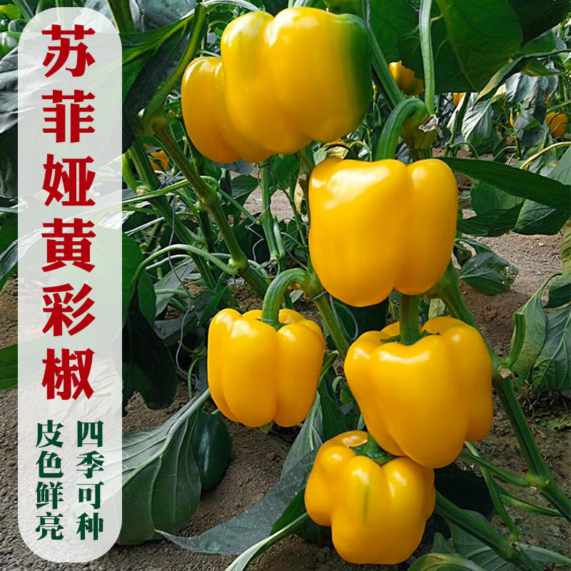 苏菲娅黄彩椒种子高抗病毒病转色均匀亮度好产量高