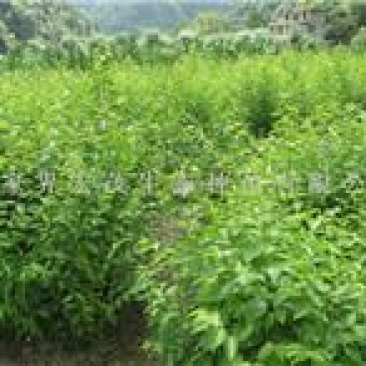 山樱桃树种子野生樱桃树籽果树种子育苗繁殖嫁接荒山复耕树籽