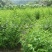 山樱桃树种子野生樱桃树籽果树种子育苗繁殖嫁接荒山复耕树籽
