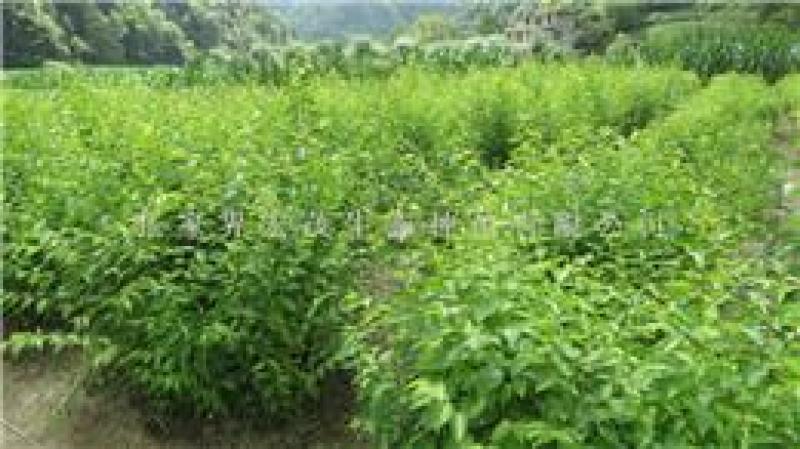 山樱桃树种子野生樱桃树籽果树种子育苗繁殖嫁接荒山复耕树籽