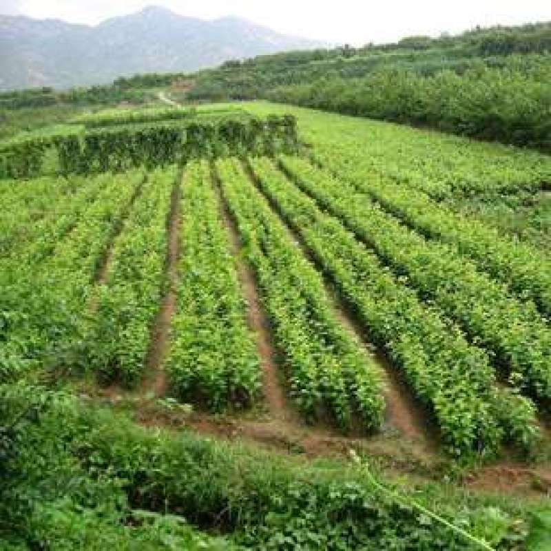 山樱桃树种子野生樱桃树籽果树种子育苗繁殖嫁接荒山复耕树籽
