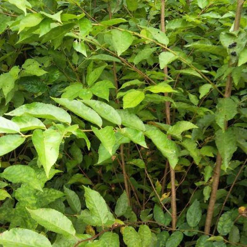 山樱桃树种子野生樱桃树籽果树种子育苗繁殖嫁接荒山复耕树籽