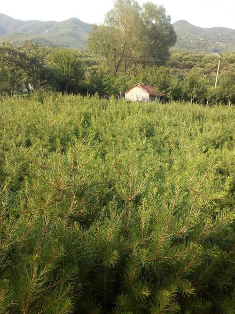 山樱桃树种子野生樱桃树籽果树种子育苗繁殖嫁接荒山复耕树籽