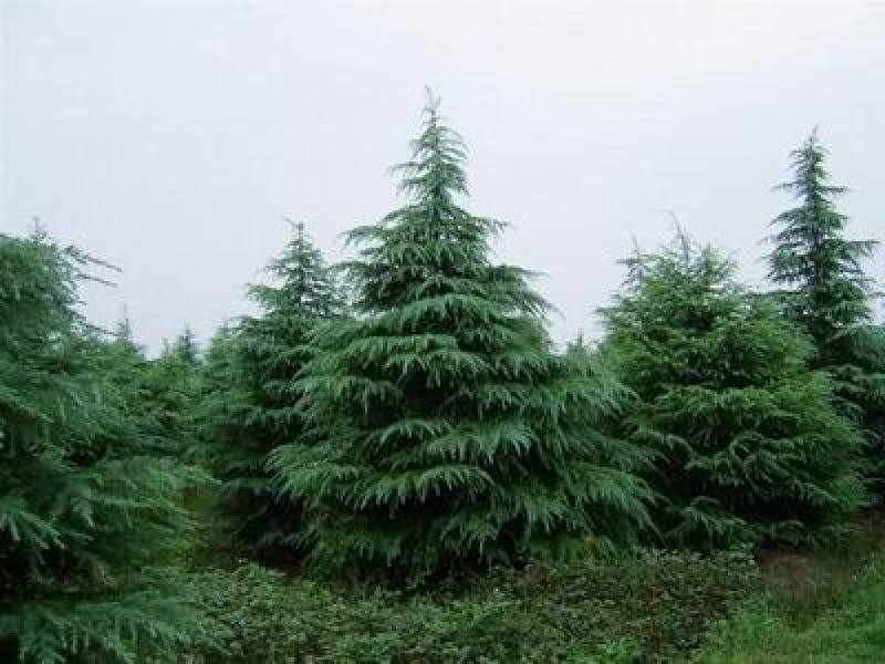 雪松种子雪松树种子雪松籽宝塔松，种子批发零售