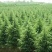 雪松种子雪松树种子雪松籽宝塔松，种子批发零售