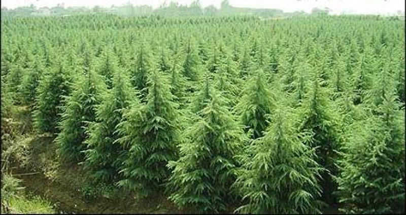 雪松种子雪松树种子雪松籽宝塔松，种子批发零售